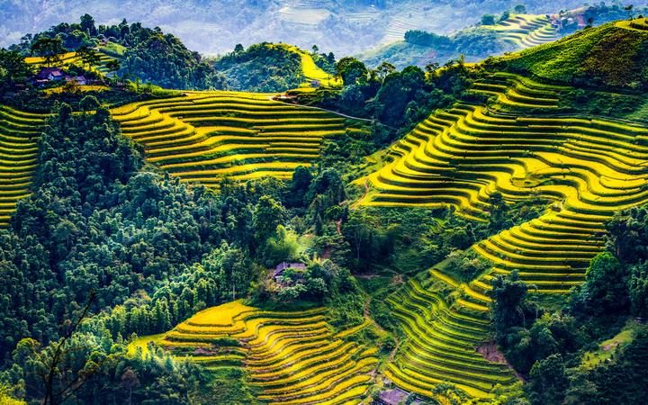 Bonobo: Nguồn Gốc Tiến Hóa Của Ngôn Ngữ Con Người?